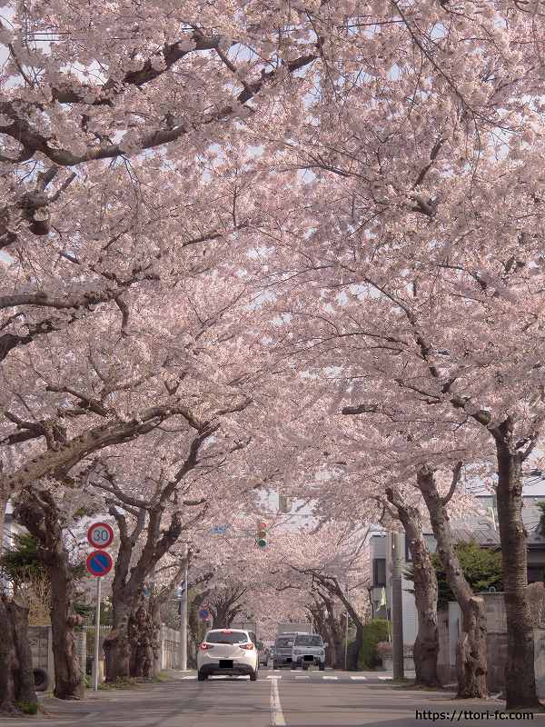函館桜が丘通の桜並木