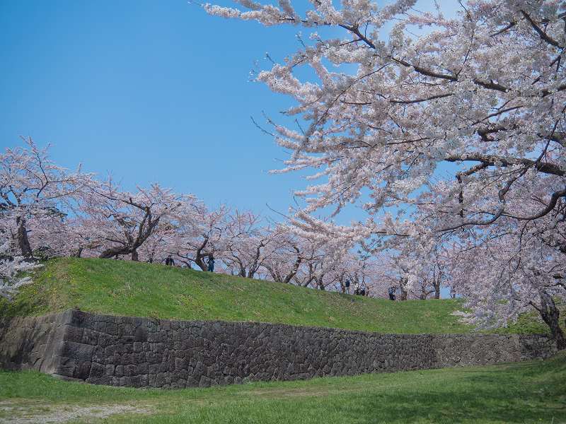 五稜郭公園の桜