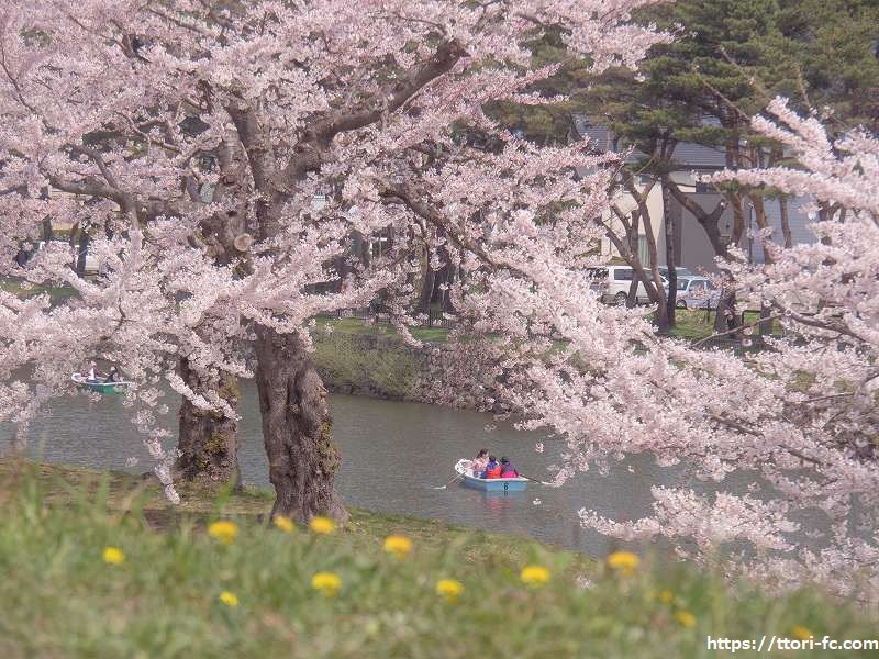 五稜郭公園の桜とボート