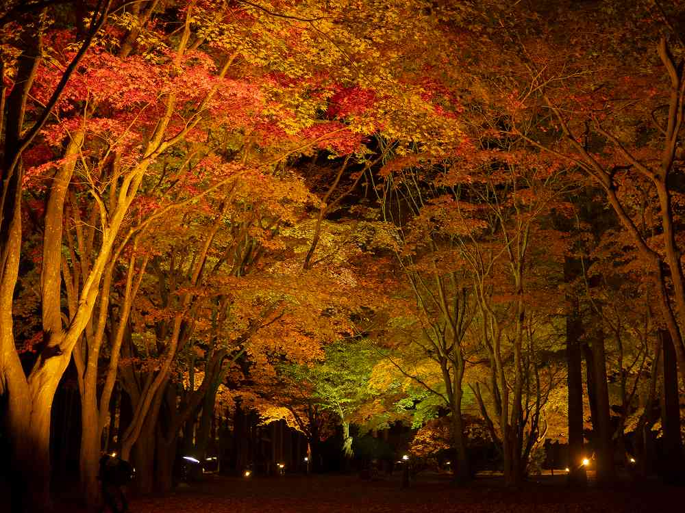 香雪園の紅葉夜景