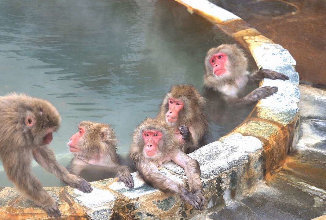 函館市熱帯植物園の”猿の温泉”がかわいい！函館旅行は冬もおすすめ♪